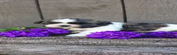 Teddy Bear dogs for sale: Chester - Ad 8