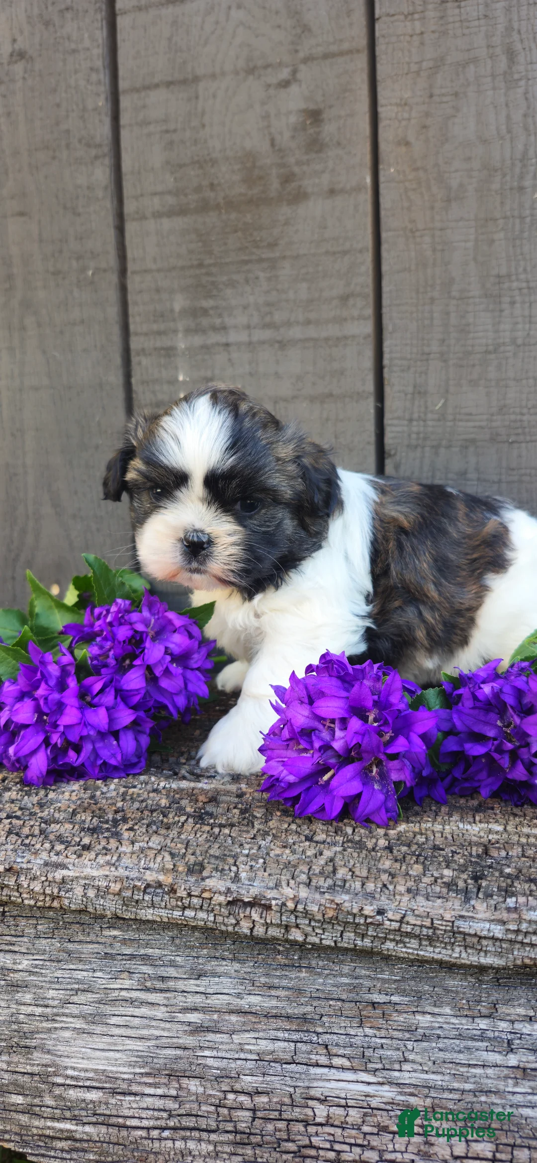 Teddy Bear dogs for sale: Chester - Ad 8