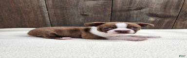 Boston Terrier Puppy 2