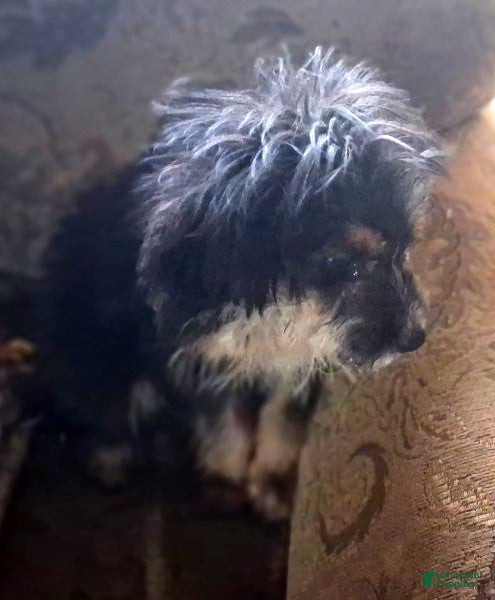 Bernedoodle dogs Penny - Ad 2