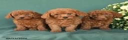 Toy Poodle dogs for sale: Micah - Ad 5