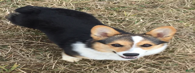 Tilly