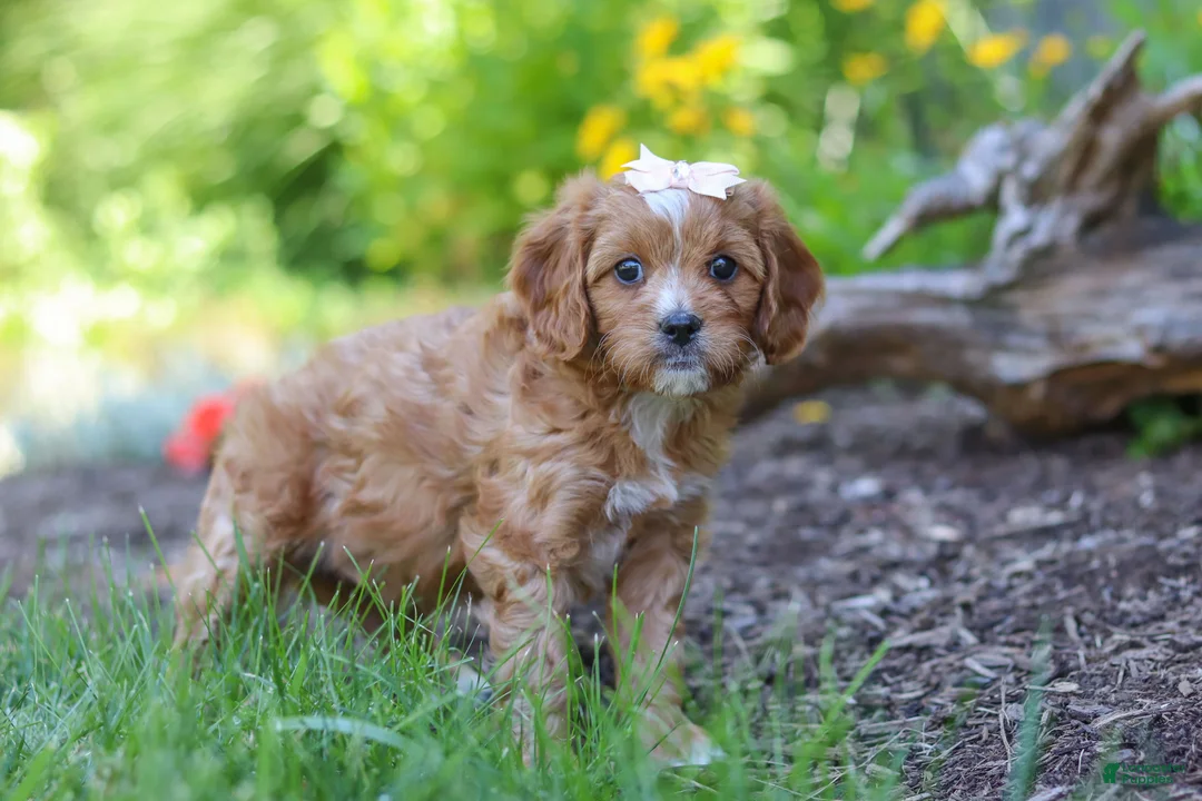 Cavapoo dogs for sale: Princess - Ad 2