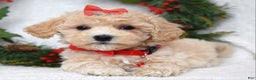 Maltipoo dogs for sale: Lola - Ad 7