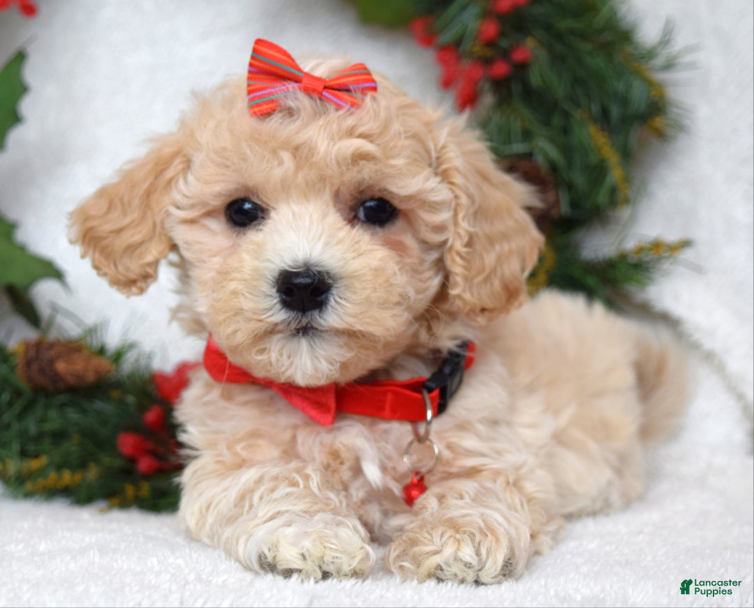 Maltipoo dogs for sale: Lola - Ad 7