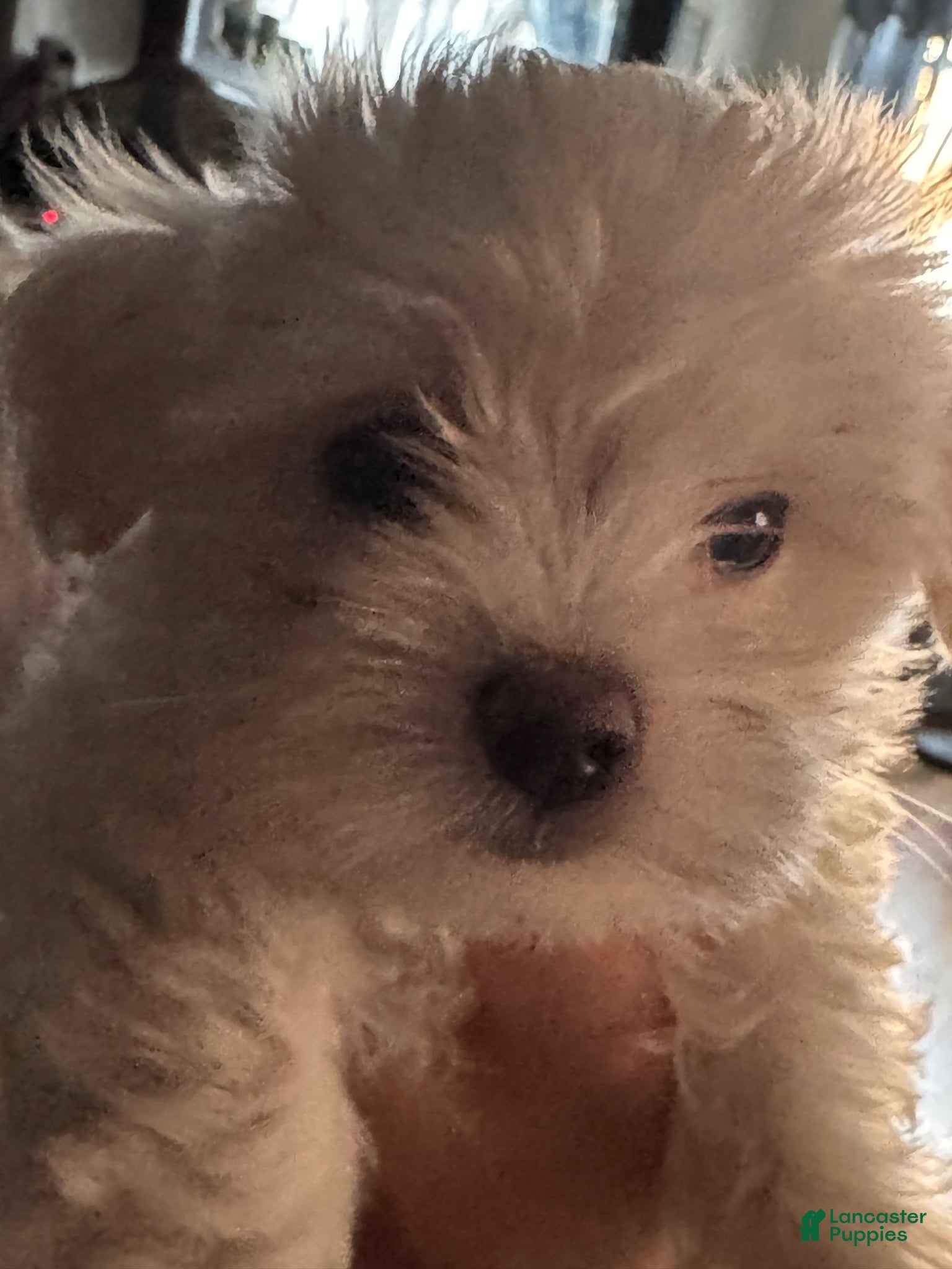 Maltese dogs for sale: Blue - Ad 4