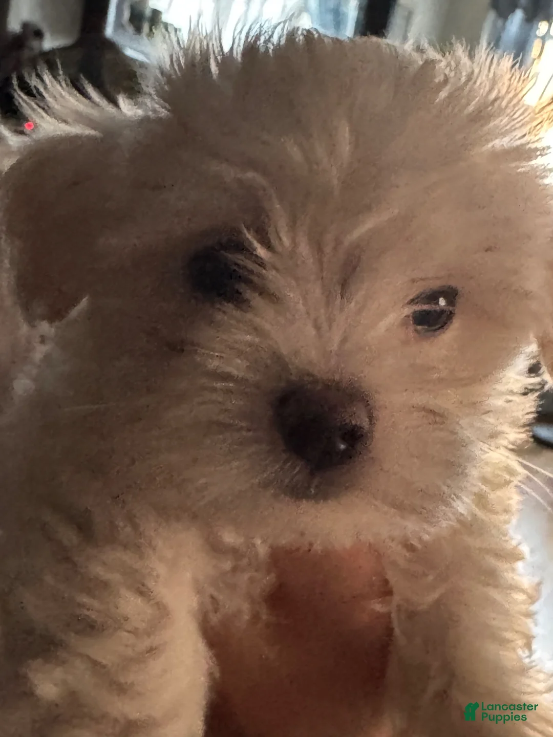 Maltese dogs for sale: Blue - Ad 1