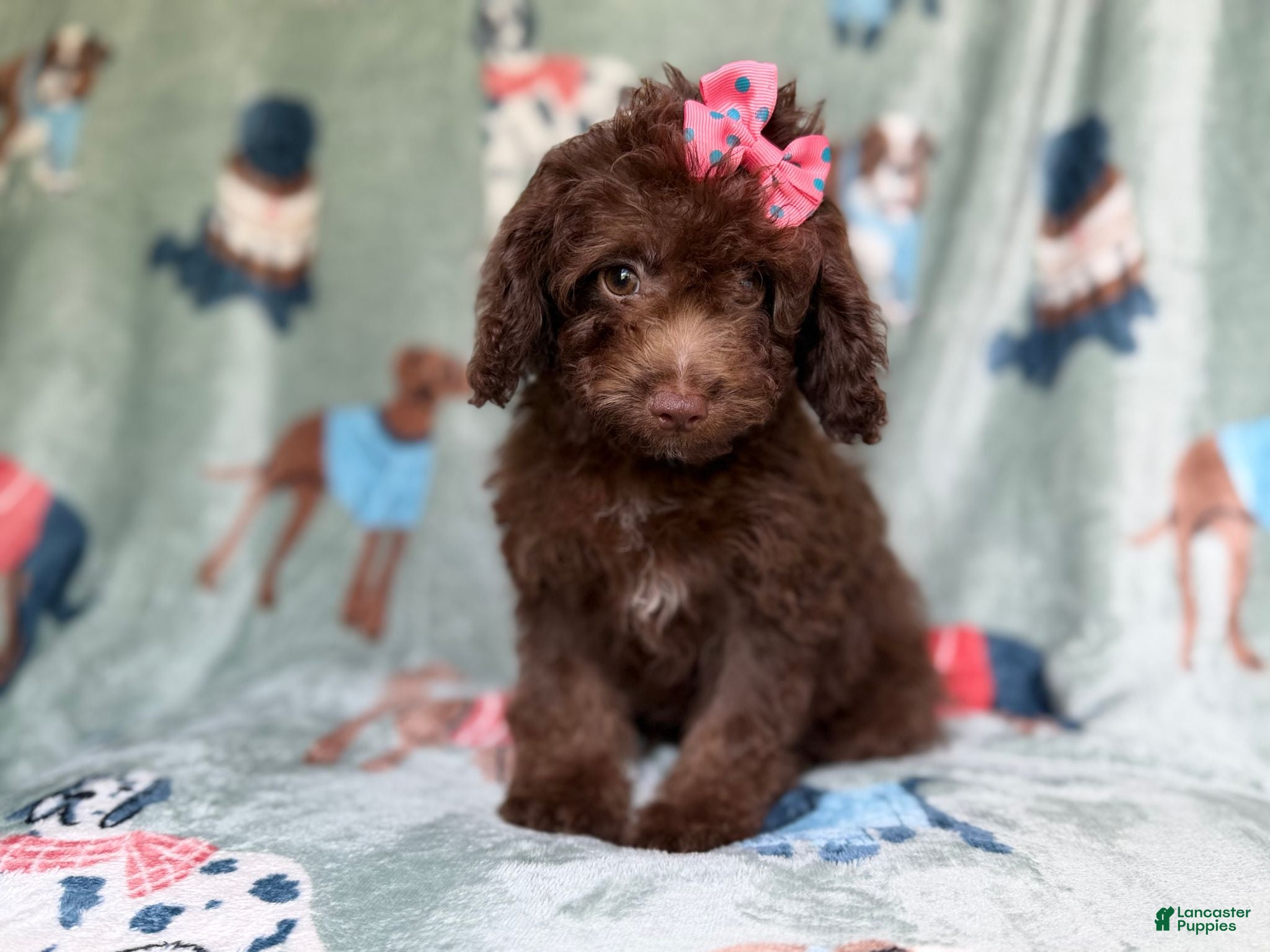 Cavapoo dogs Cocoa - Ad 10