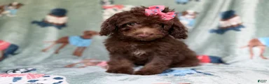 Cocoa