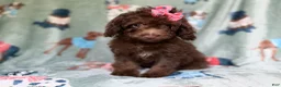 Cavapoo dogs for sale: Cocoa - Ad 1