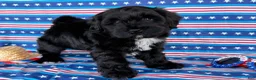 Mixed Breed dogs for sale: Joyce  - Ad 1