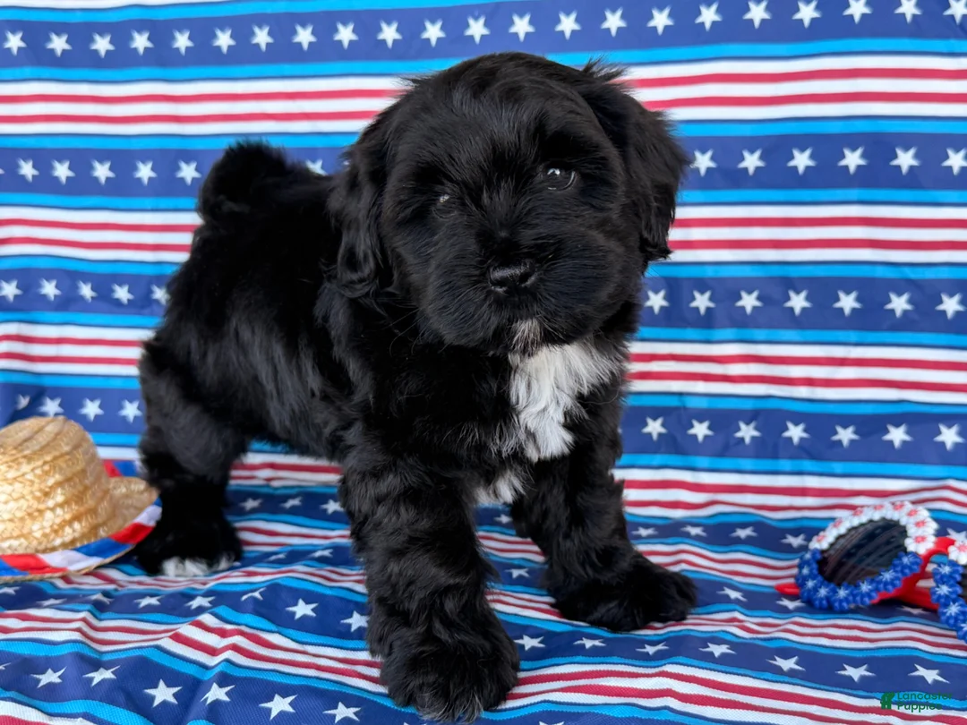 Mixed Breed dogs for sale: Joyce  - Ad 1