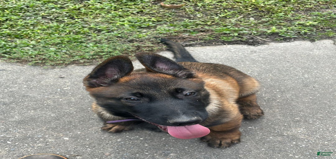 Gallery Image {{count}}