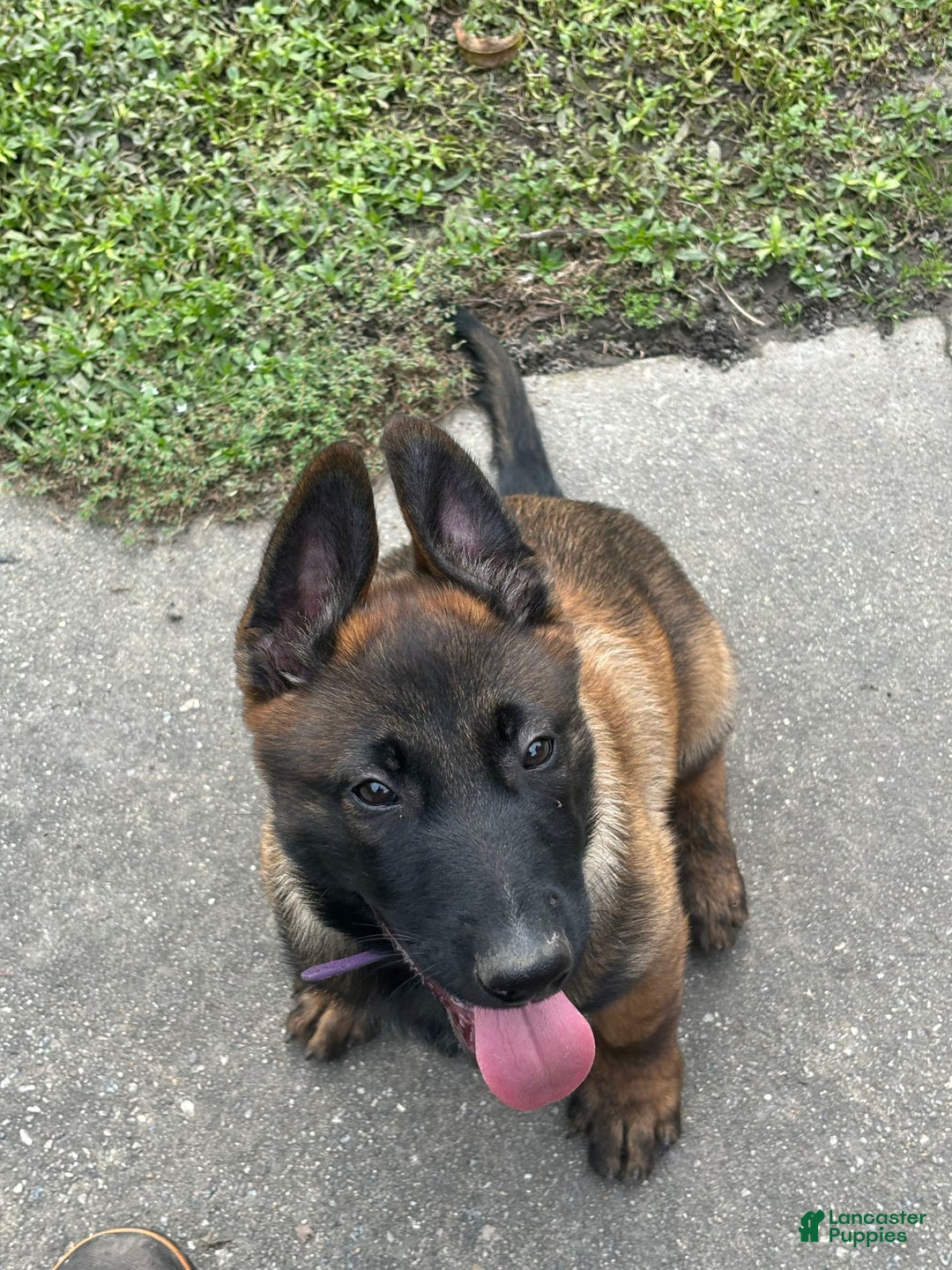 Gallery Image {{count}}