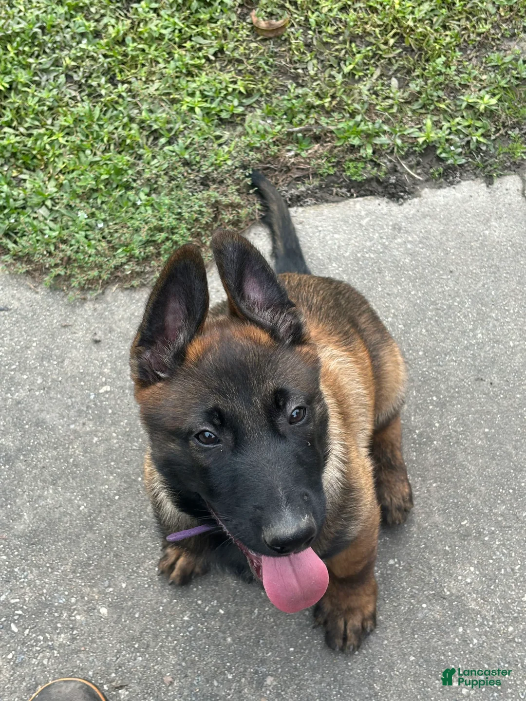 Gallery Image {{count}}