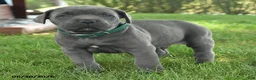 Cane Corso dogs for sale: Rancho - Ad 4