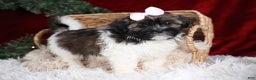 Shih Tzu dogs for sale: Penny - Ad 23