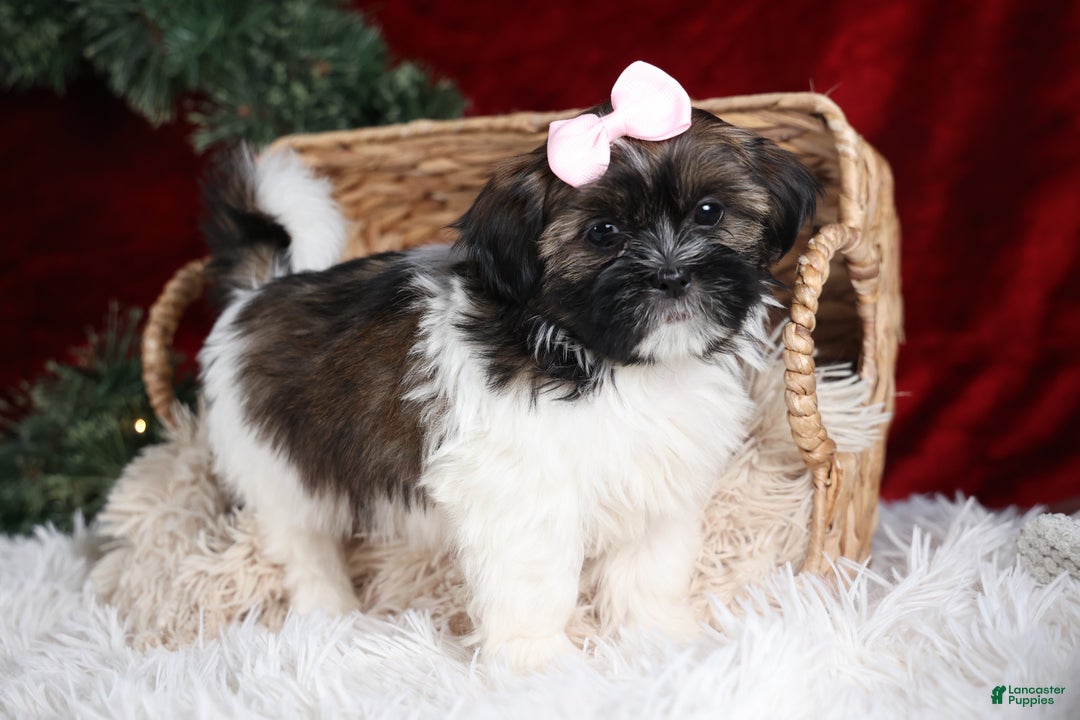 Shih Tzu dogs for sale: Penny - Ad 23