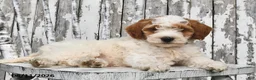 Goldendoodle dogs for sale: Lass   - Ad 8