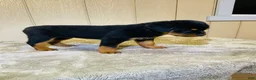 Rottweiler dogs for sale: Rottweiler 5 - Ad 8