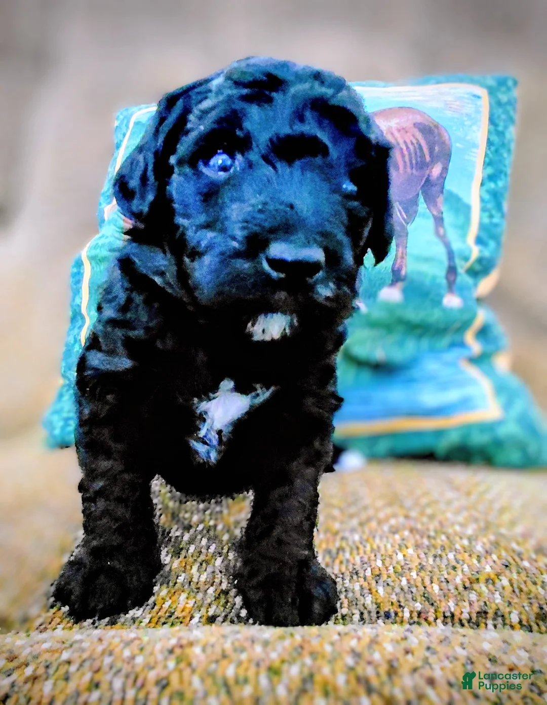 Mini Goldendoodle dogs for sale: Mini Goldendoodle DREAMER - Ad 6