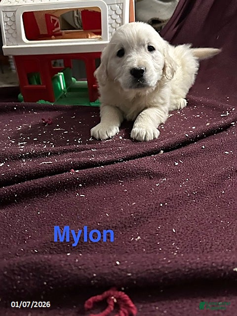 Golden Retriever dogs Mylon - Ad 23