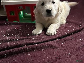 Golden Retriever dogs Mylon - Ad 33