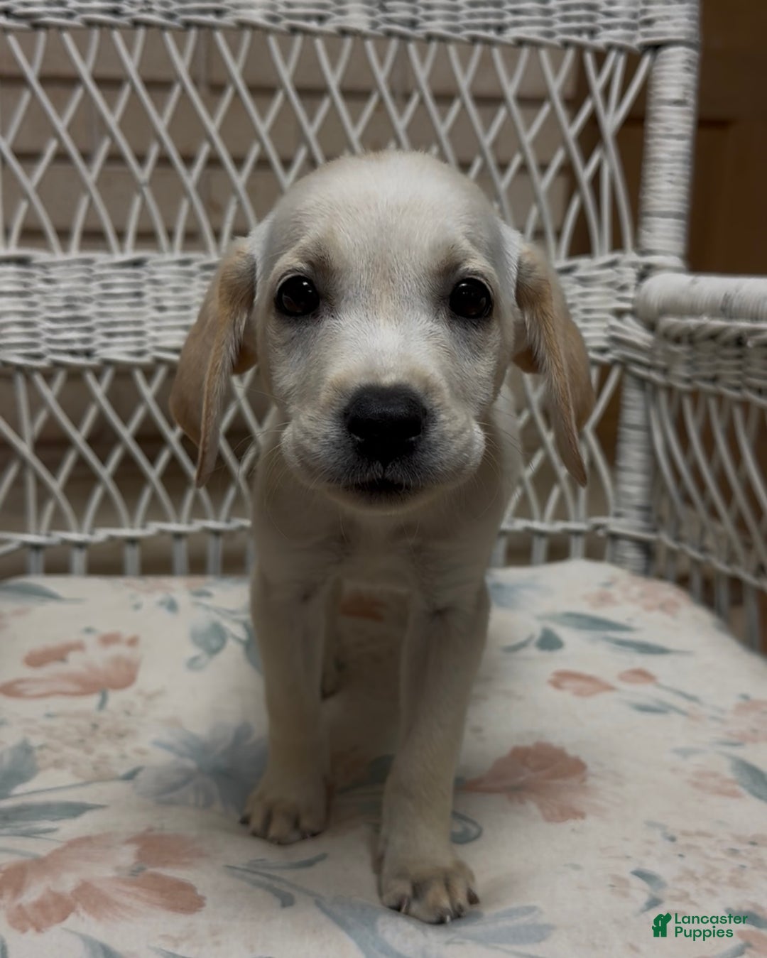 Labrador Retriever dogs for sale: Labrador Retriever Chester - Ad 74