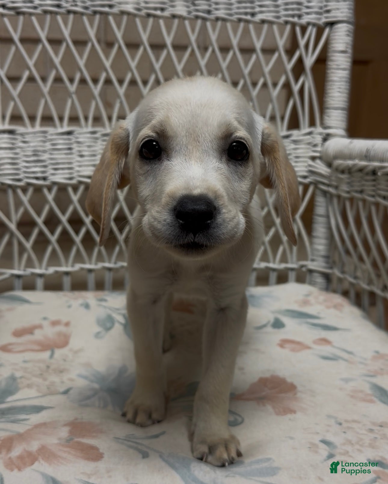 Labrador Retriever dogs for sale: Labrador Retriever Jackie - Ad 77