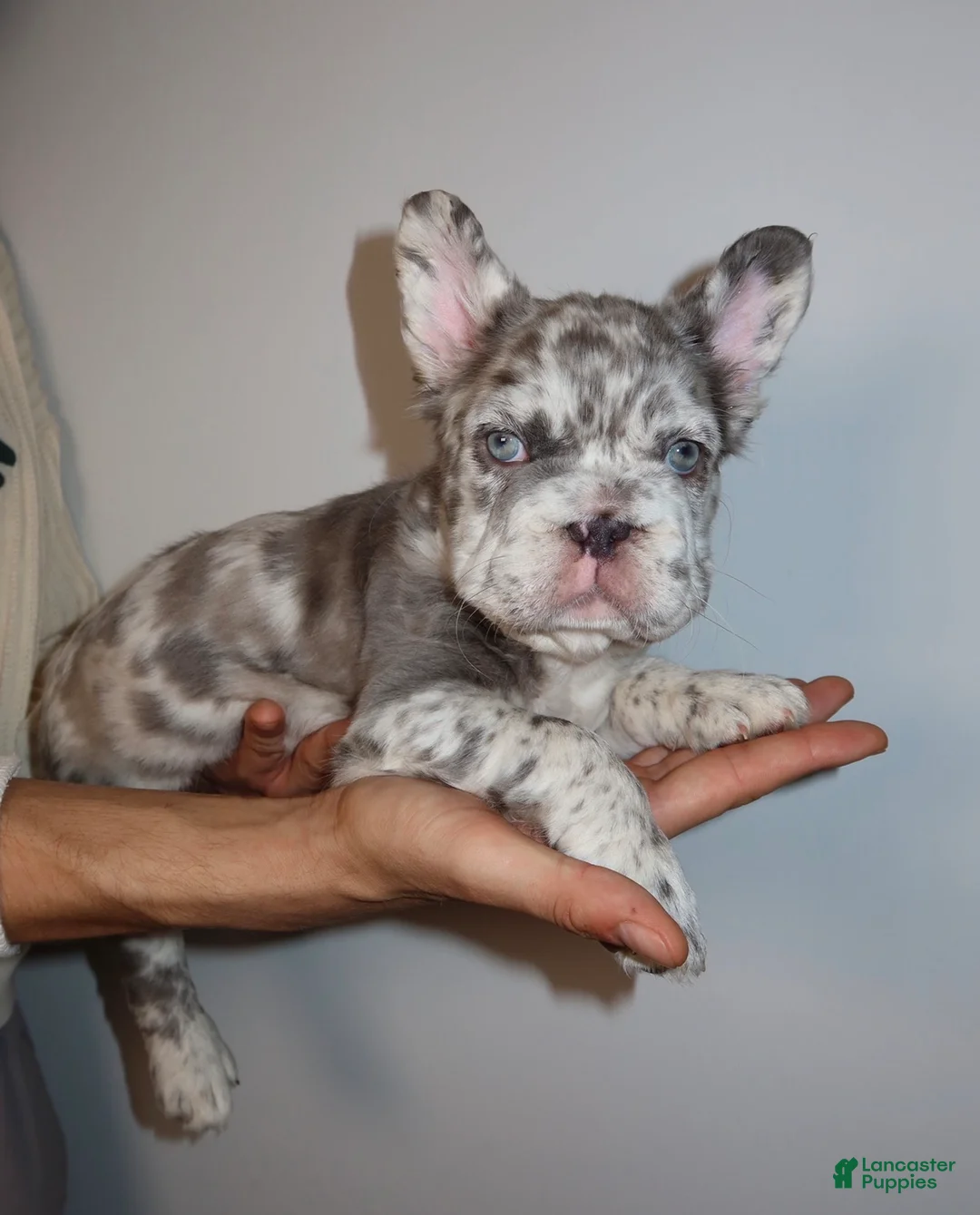 French Bulldog dogs for sale: Mimi the fluffy  - Ad 1