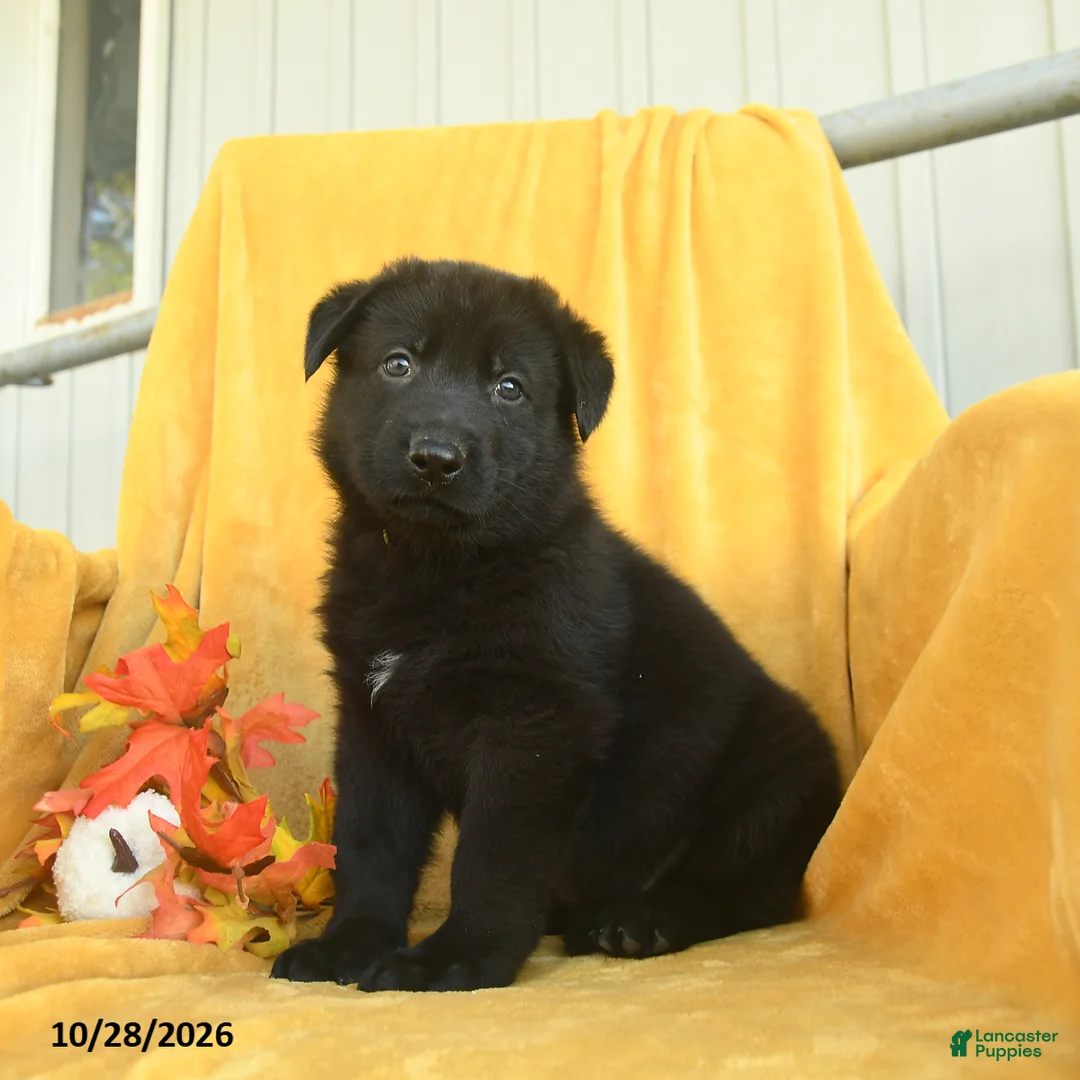 German Shepherd dogs for sale: Amos  - Ad 1