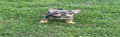 French Bulldog 5