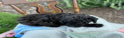 Toy Poodle dogs for sale: Captain - Ad 4