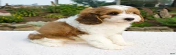 Cavapoo dogs for sale: Ila - Ad 5