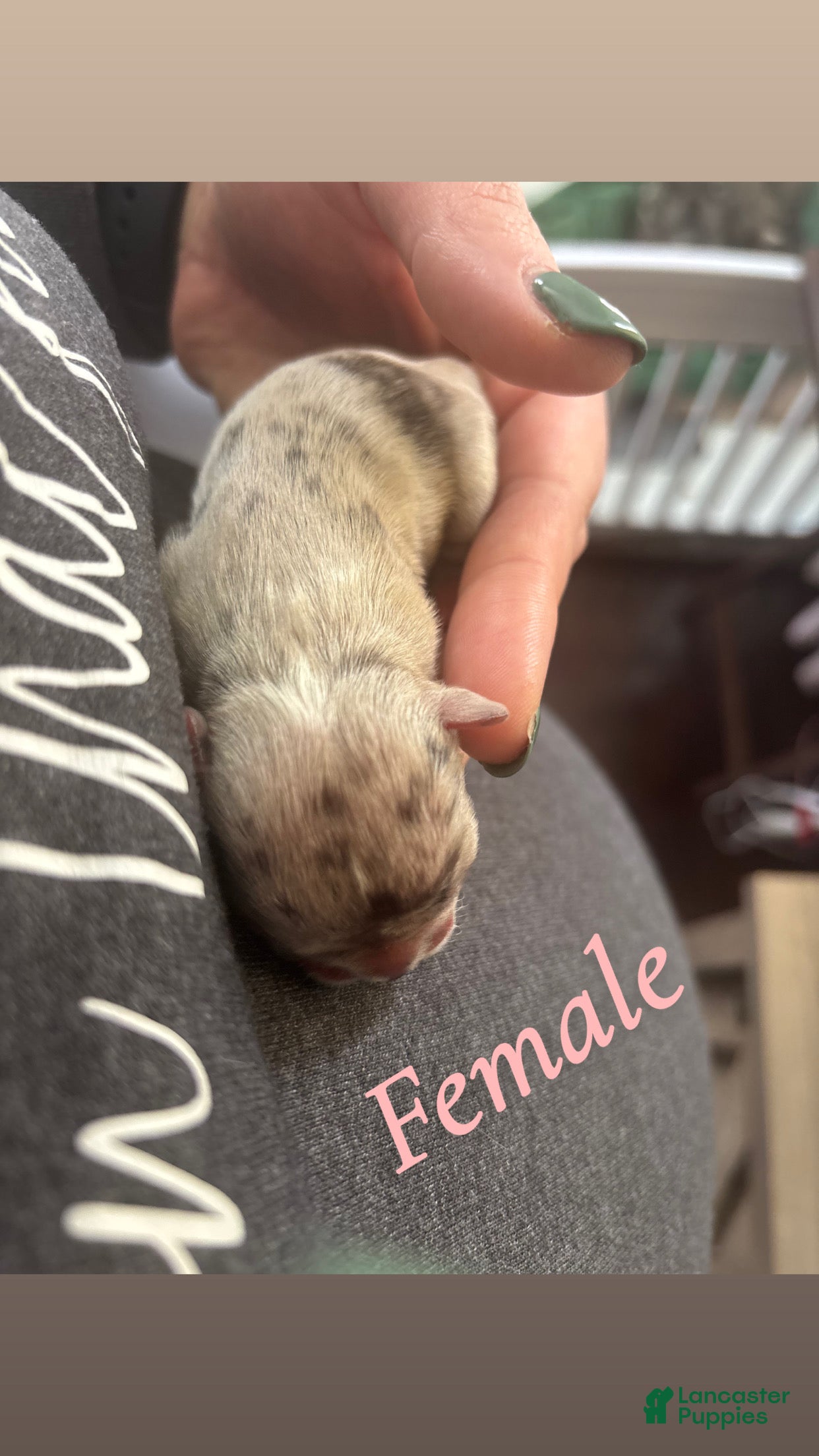 Mixed Breed dogs Mixed Breed Puppy 4 - Ad 28