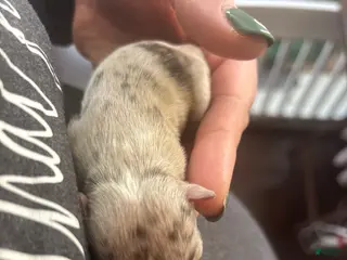 Mixed Breed dogs Mixed Breed Puppy 4 - Ad 17