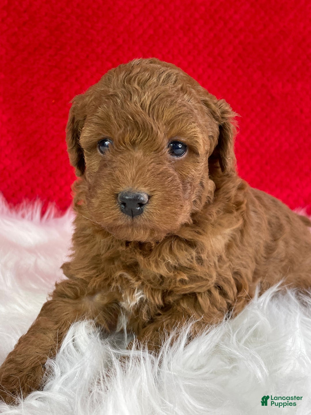 Mini Goldendoodle dogs for sale: Kringle - Ad 4