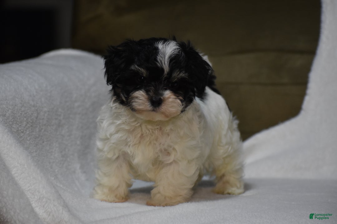 Maltipoo dogs for sale: Scout - Ad 5