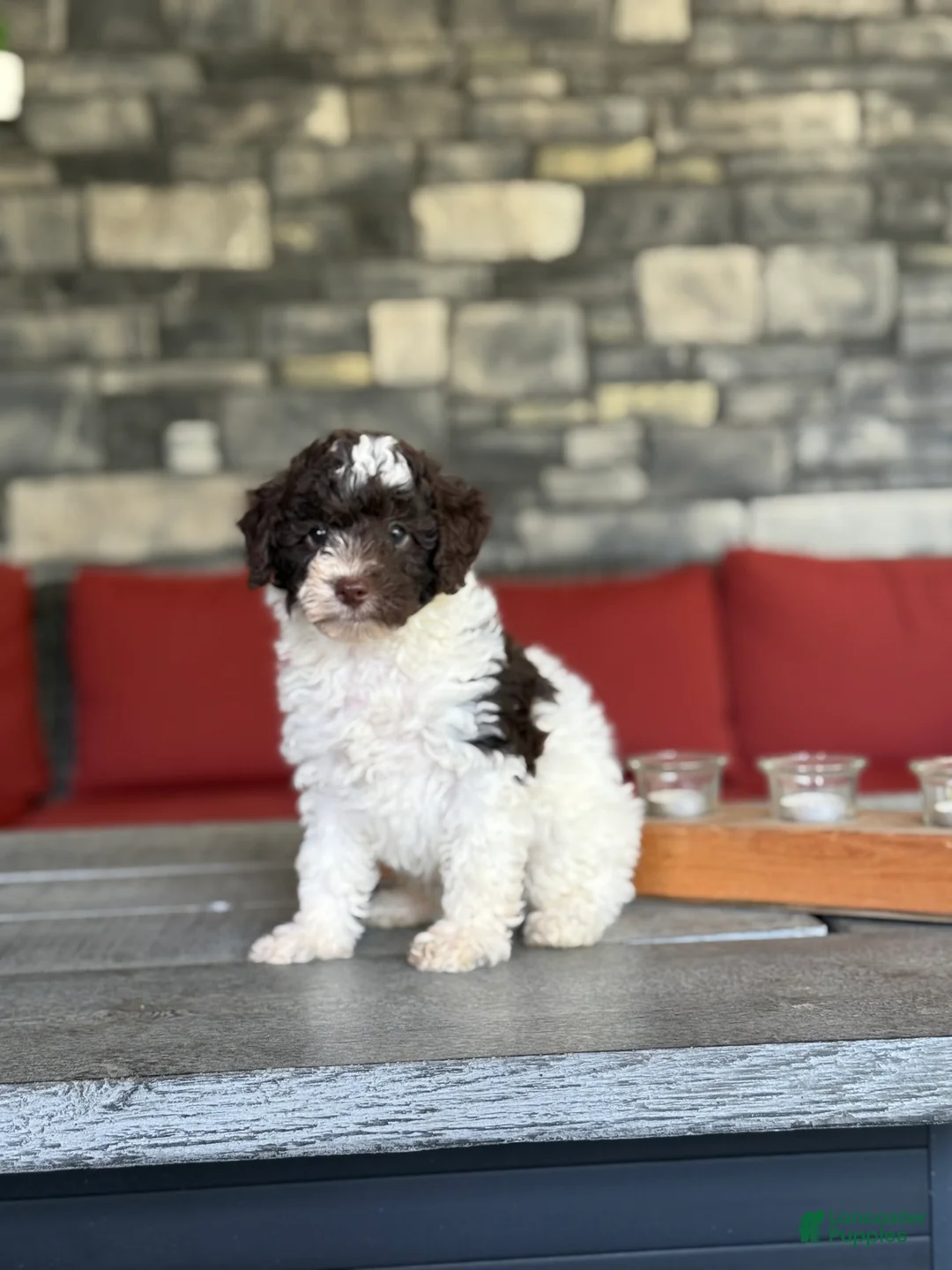 Miniature Poodle dogs for sale: Curly - Ad 1