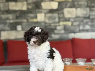 Miniature Poodle dogs for sale: Curly - Ad 3