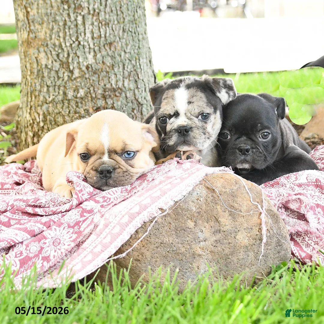 Mixed Breed dogs for sale: Helen - Ad 5