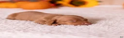 Miniature Dachshund dogs for sale: Rosie - Ad 5