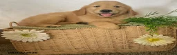 Golden Retriever dogs for sale: Benji - Ad 4