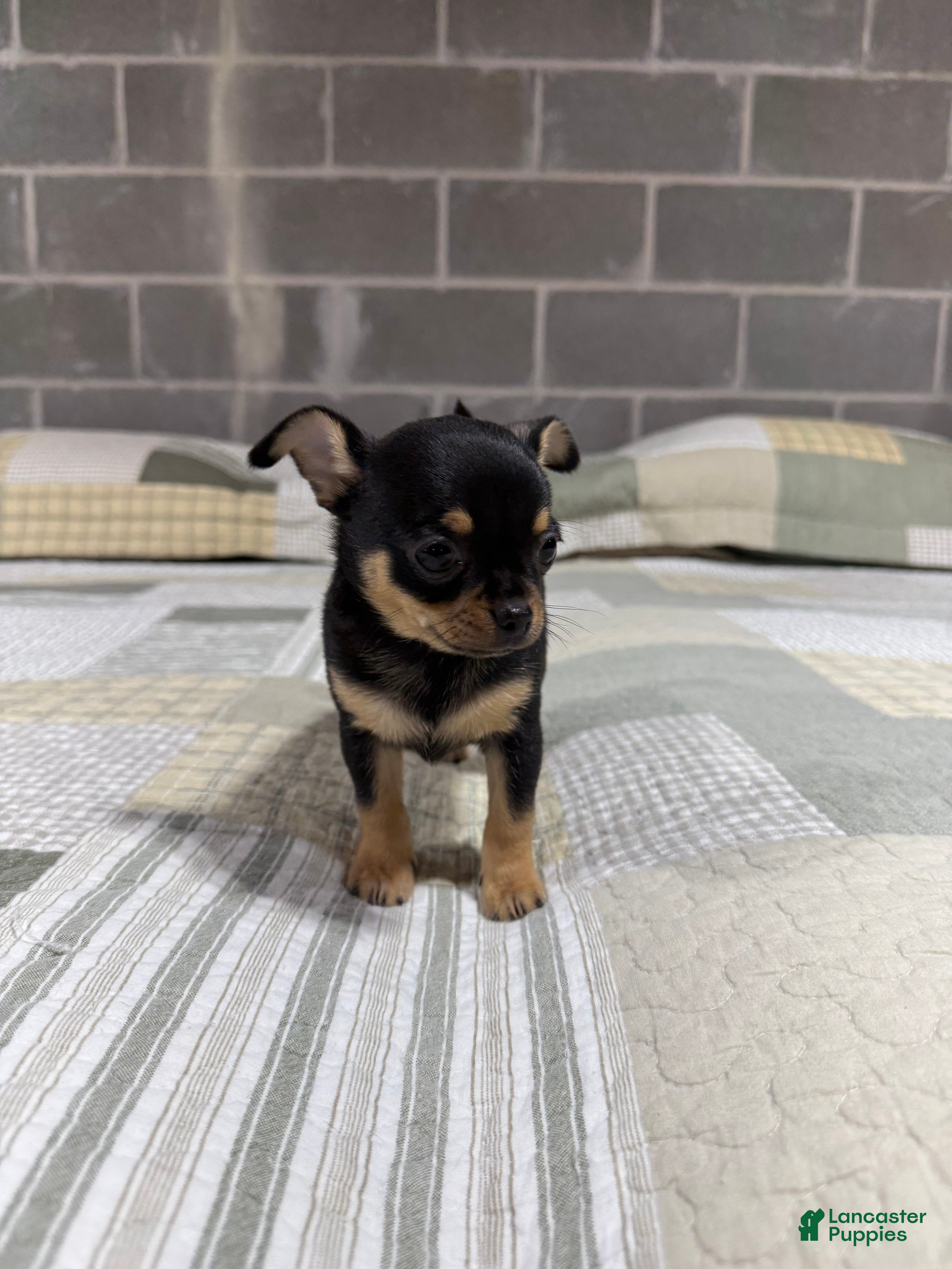 Chihuahua dogs Peanut - Ad 1