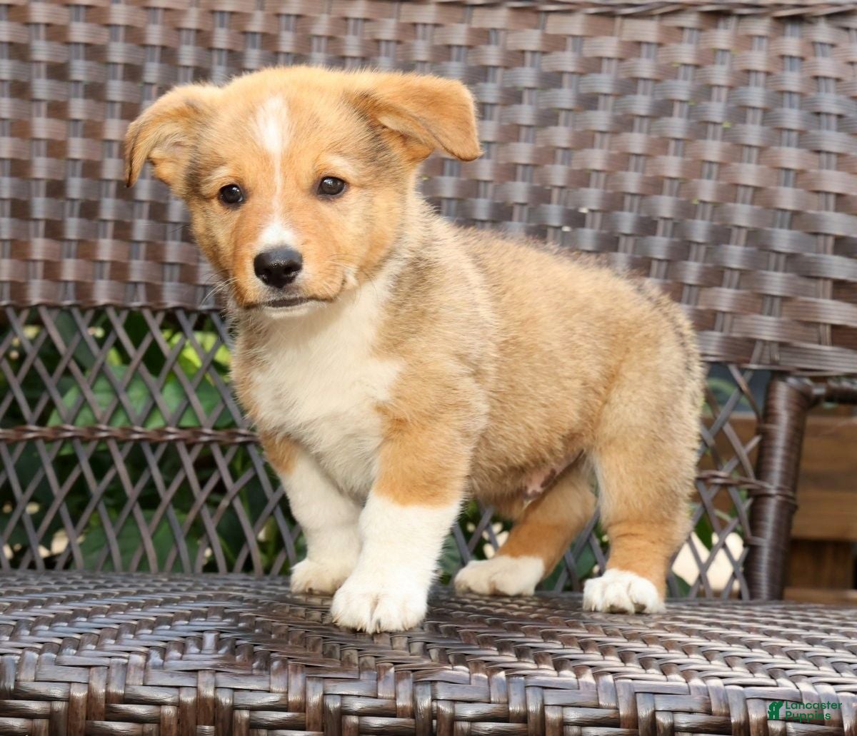 Welsh Corgi Pembroke dogs Finnigan - Ad 1