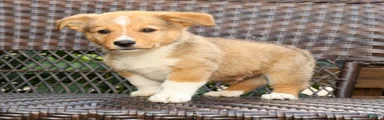 Finnigan