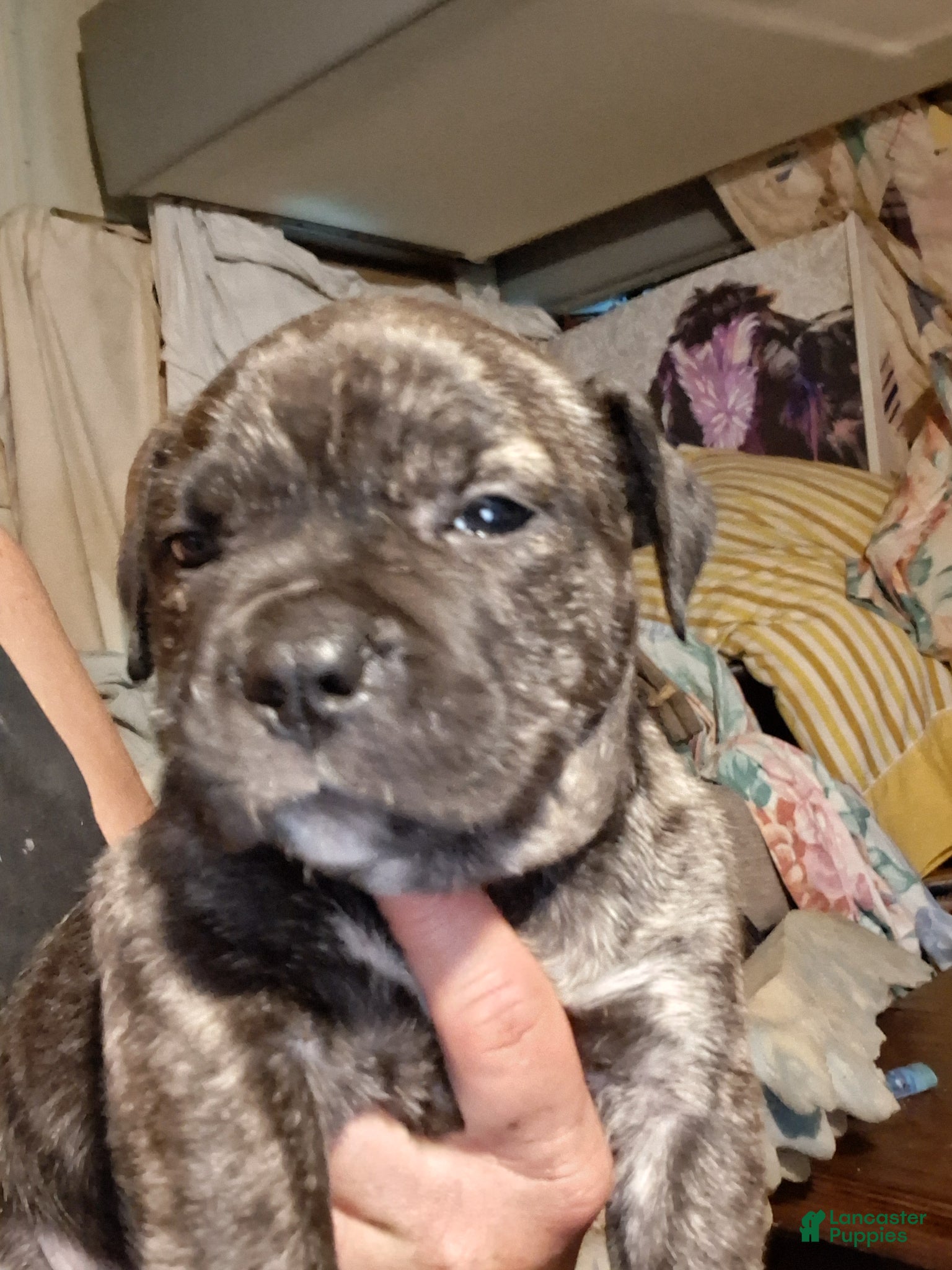 American Bully dogs American Bully Puppy 4 - Ad 19