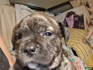American Bully dogs for sale: American Bully Puppy 4 - Ad 3