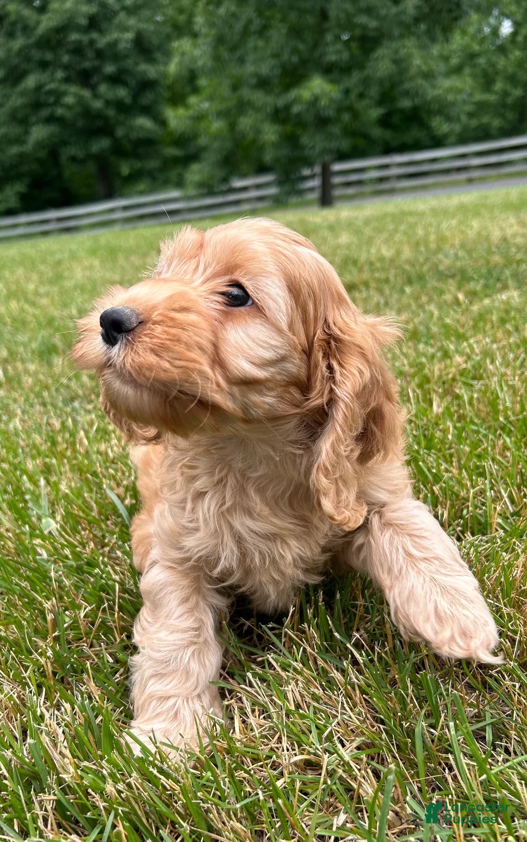 Cockapoo dogs for sale: Vivi - Ad 5