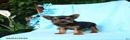 Yorkshire Terrier dogs for sale: Basil - Ad 1